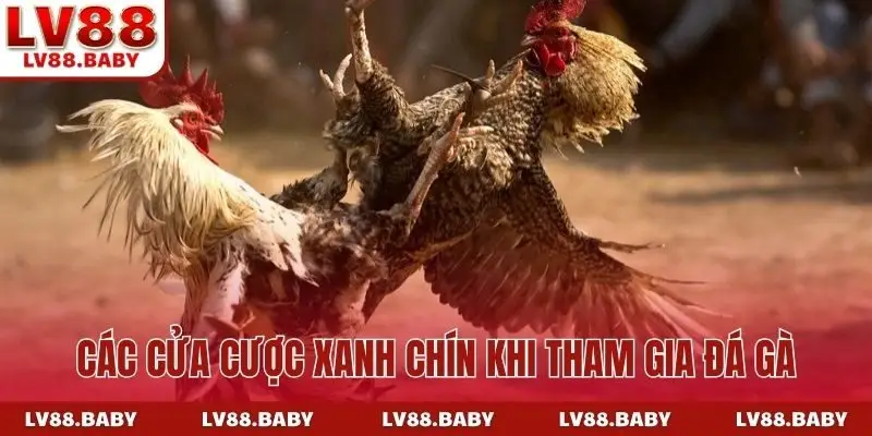 Các cửa cược xanh chín khi tham gia đá gà